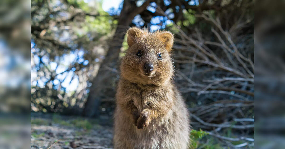 Swiggy Partners with Tourism Western Australia, EttravelWorld for Quokka-themed campaign in India